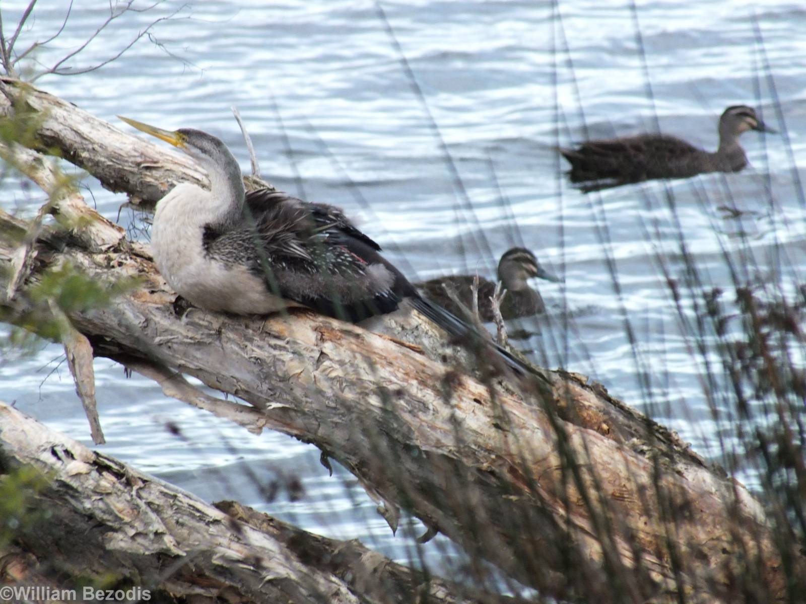 Darter and Pacific Black Ducks
