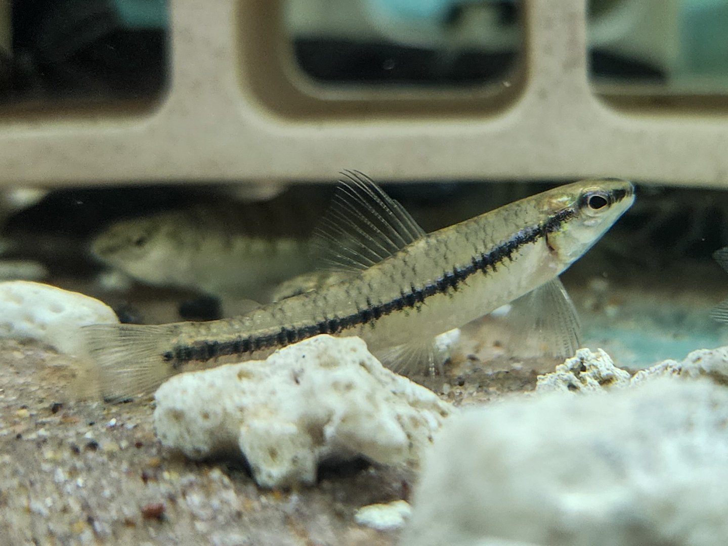 Darter Characin (Characidium cf. steindachneri
