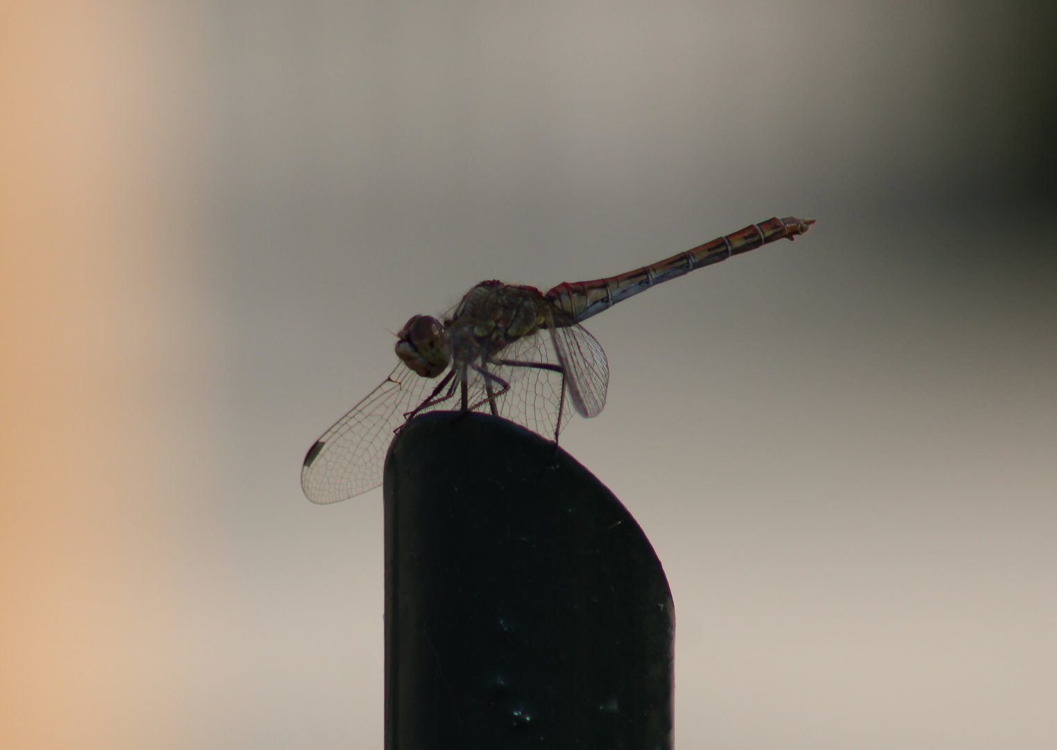Darter ( Common or Vagrant )