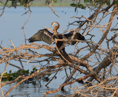 Darter drying.