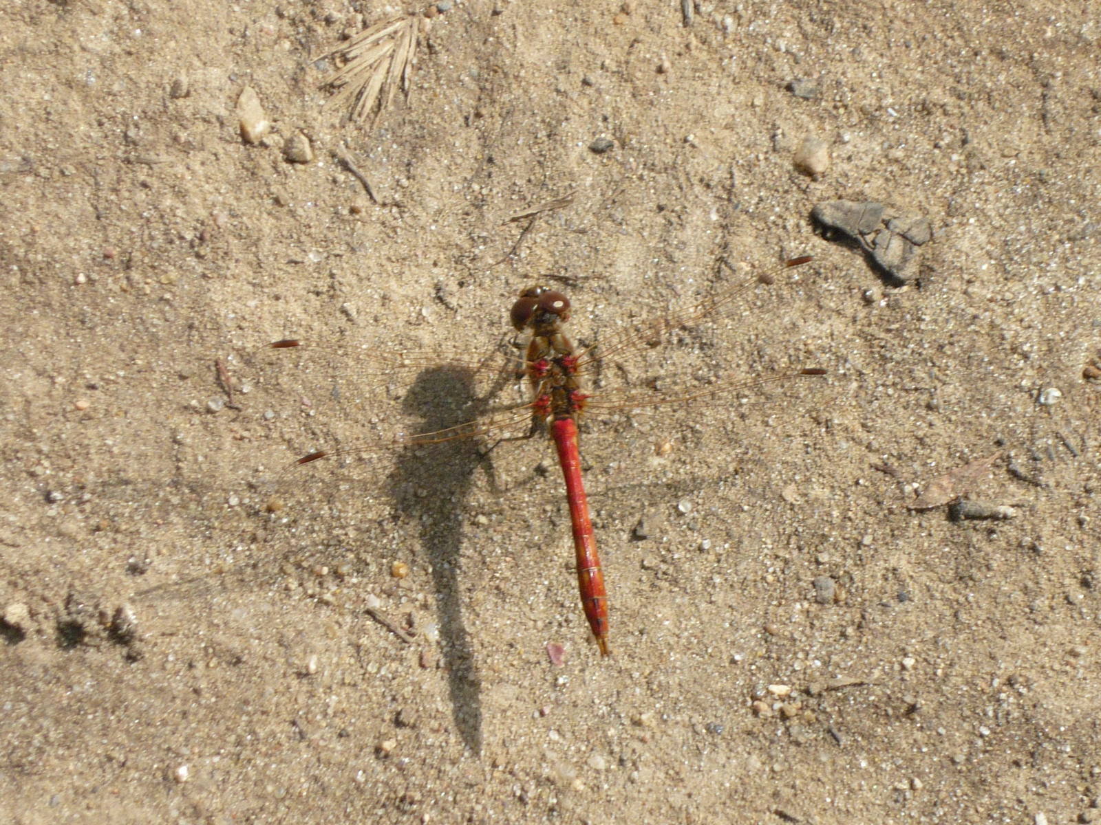 Darter (Sympetrum sp.)