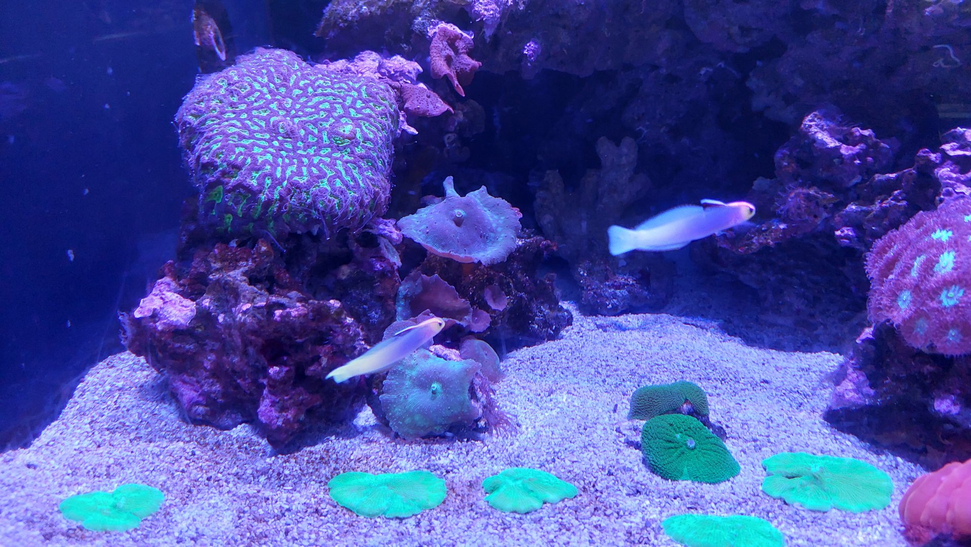 Dartfish ID (Helfrich's?)