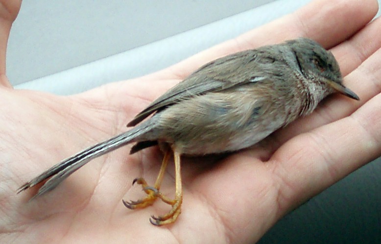Dartford Warbler (Sylvia undata)