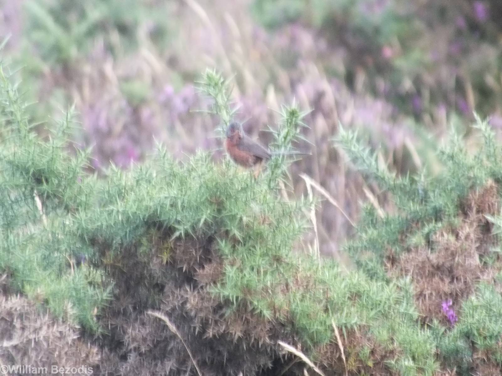 Dartford Warbler