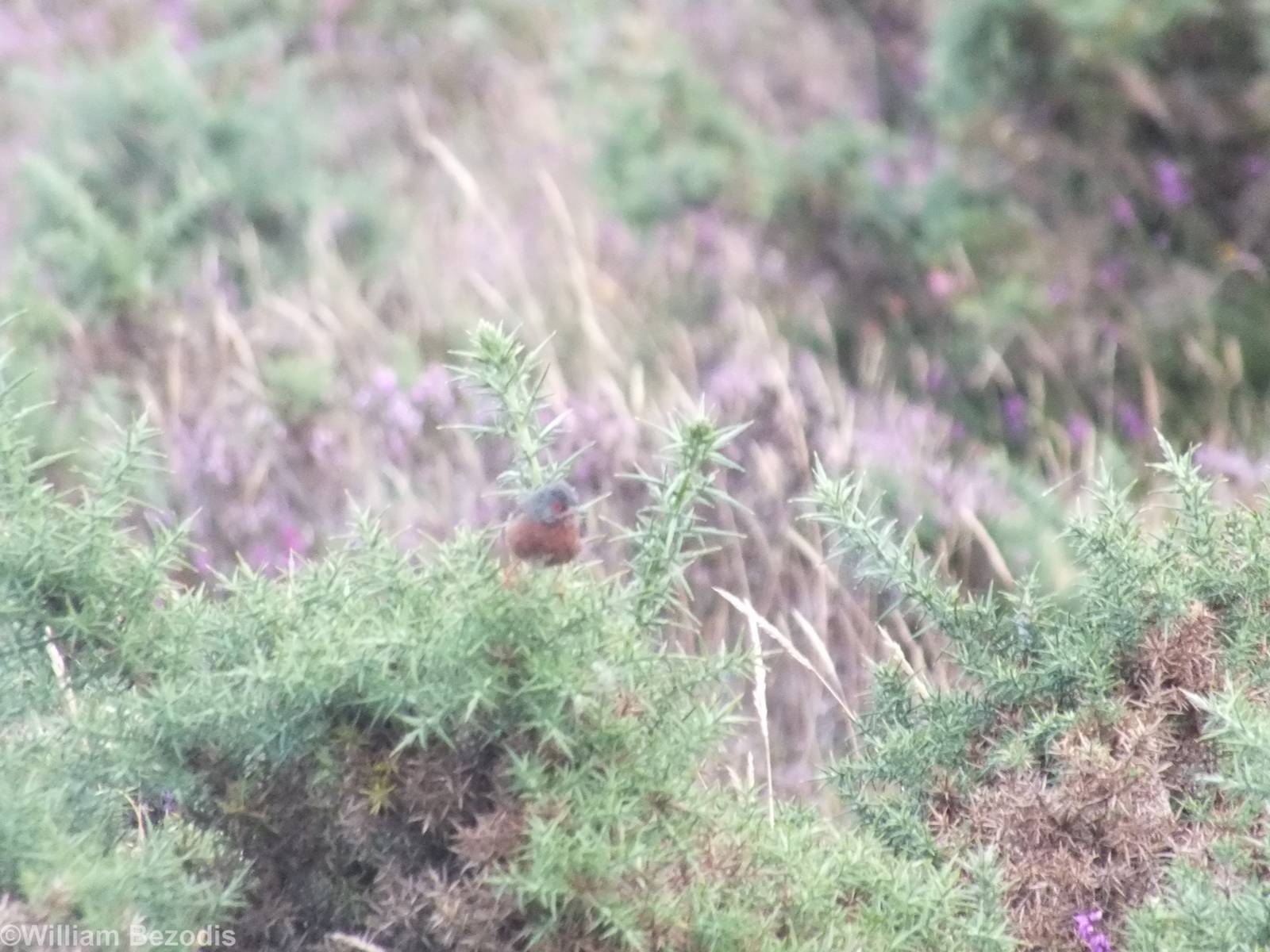 Dartford Warbler