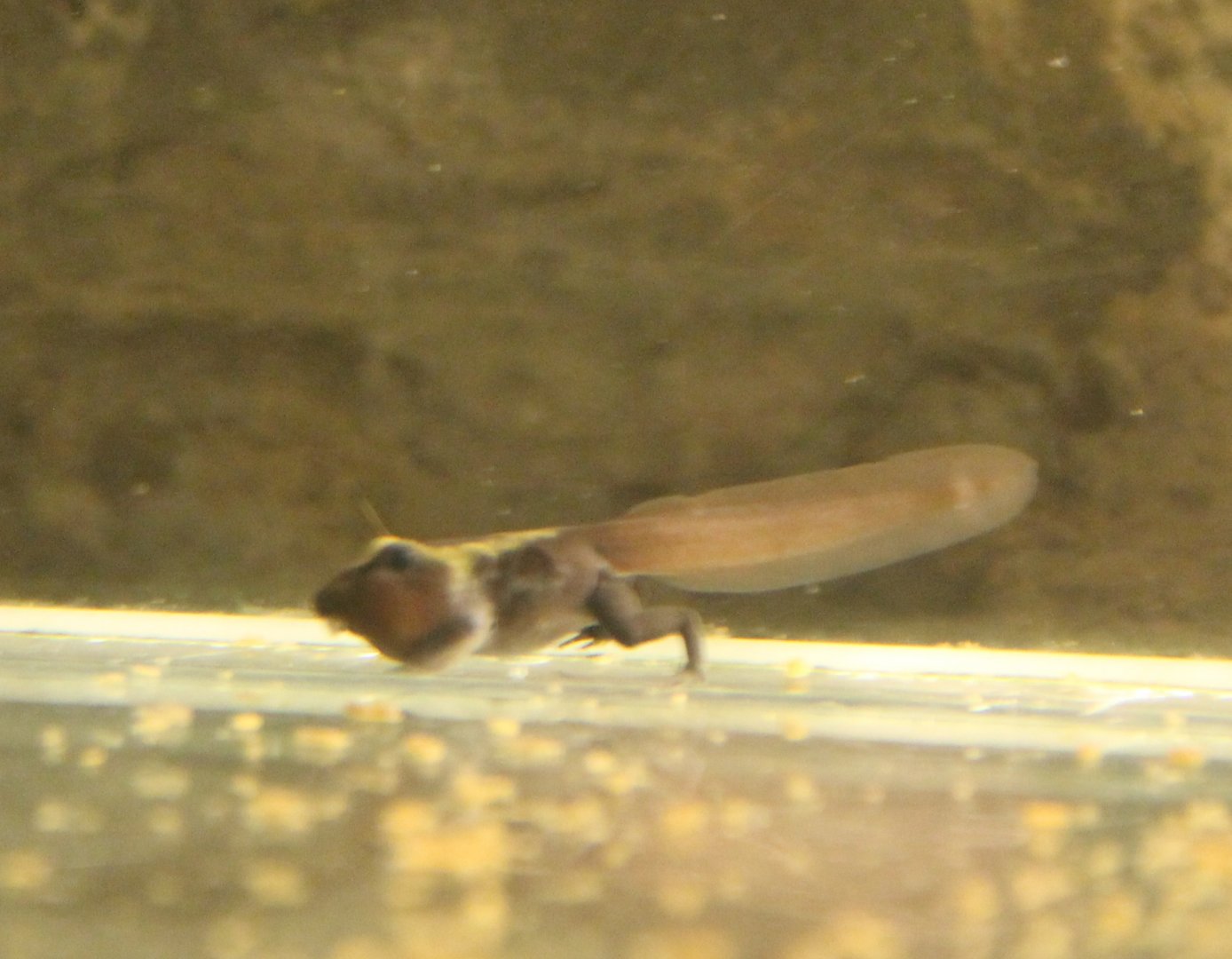 Dartfrog Tadpole