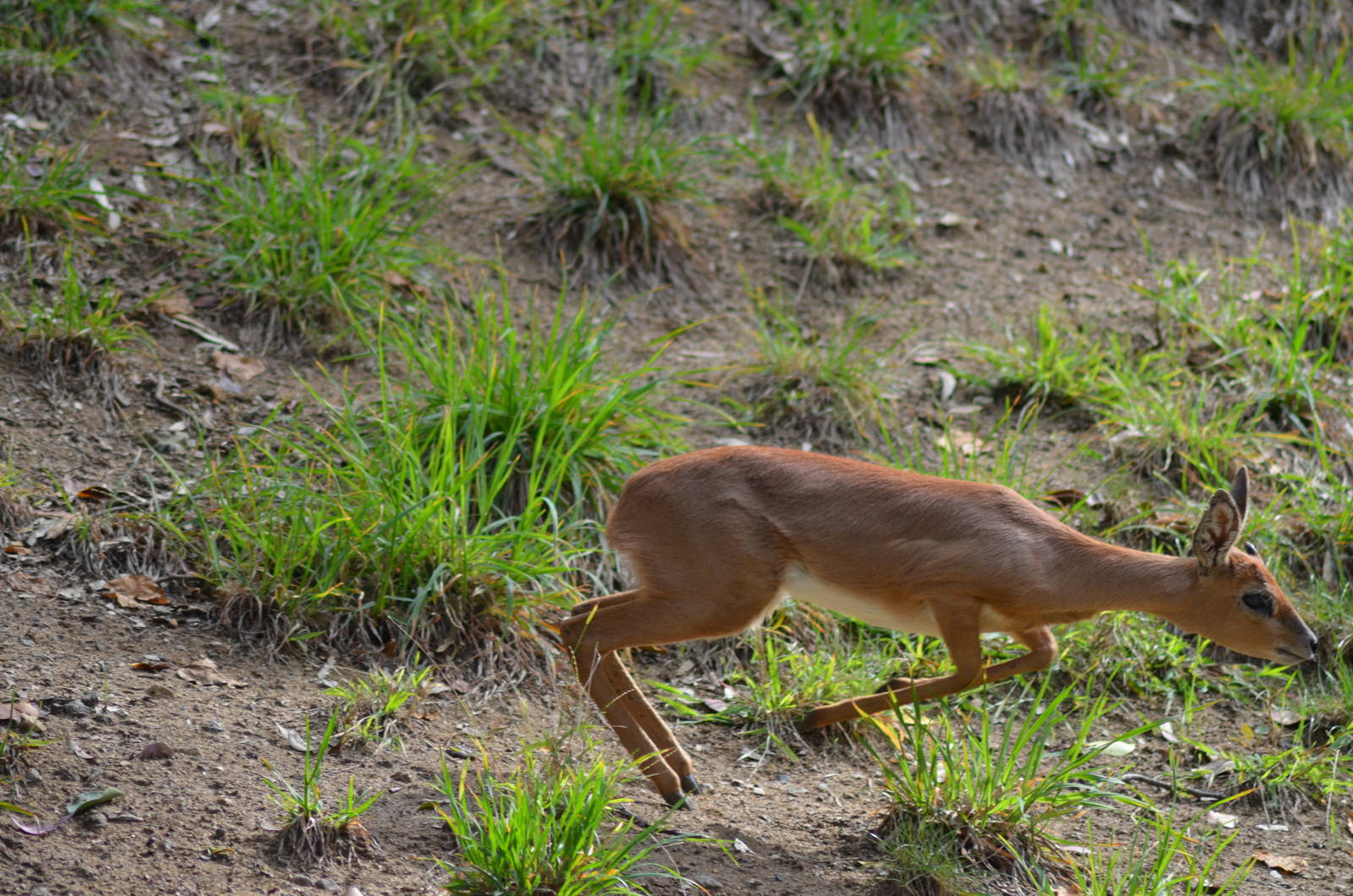 Darting Steenbok