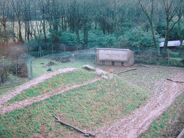 Dartmoor Tiger pen