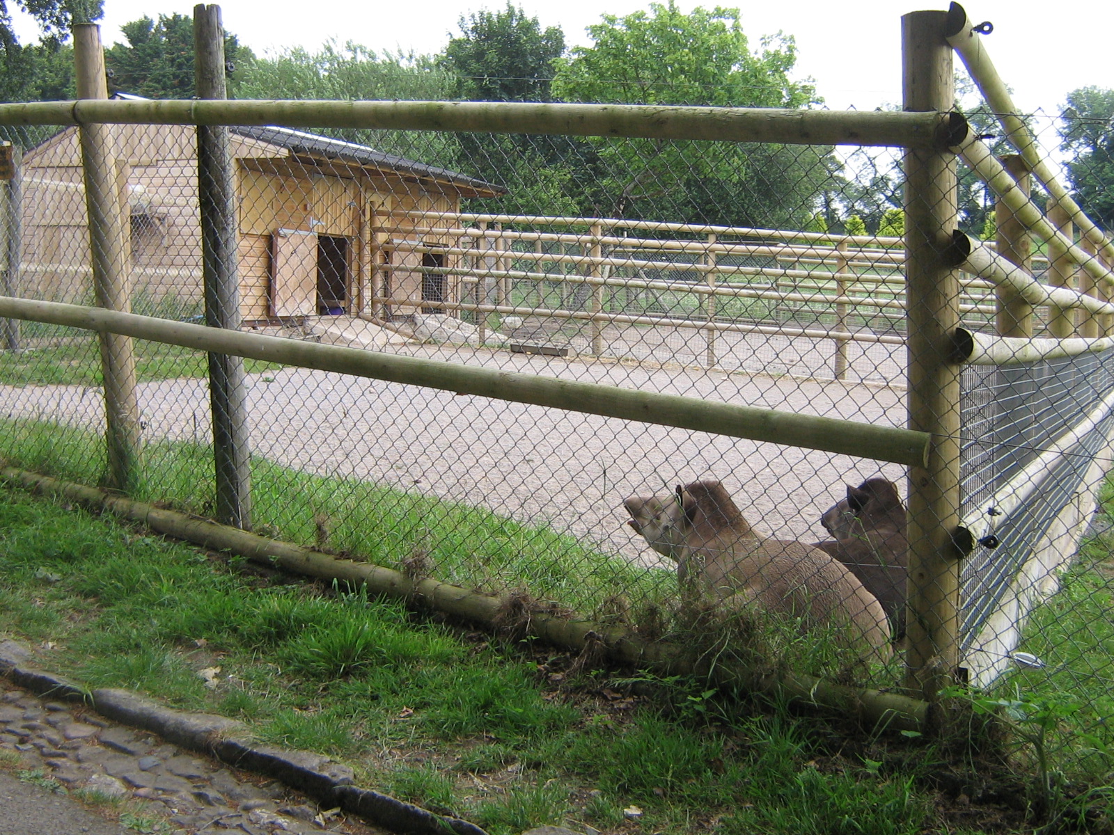 Dartmoor Zoo June 2009