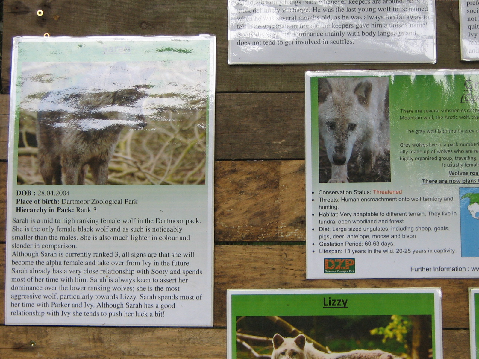 Dartmoor Zoo June 2009