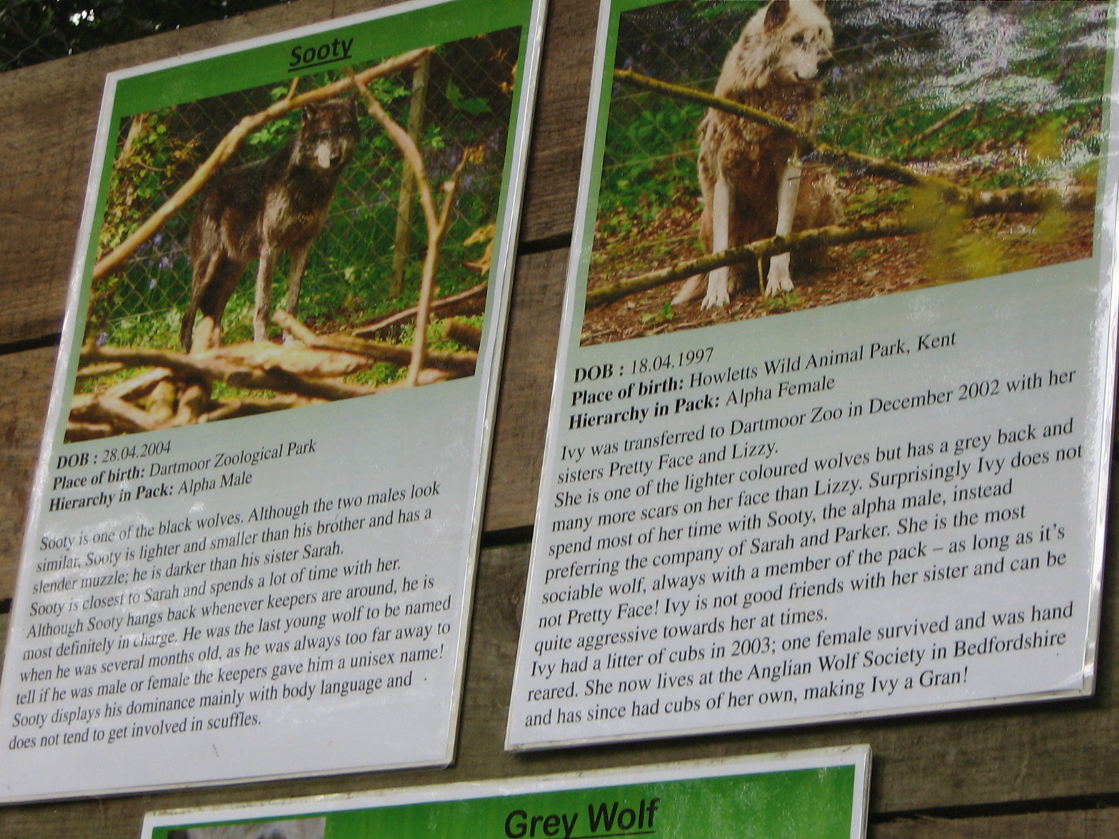 Dartmoor Zoo June 2009