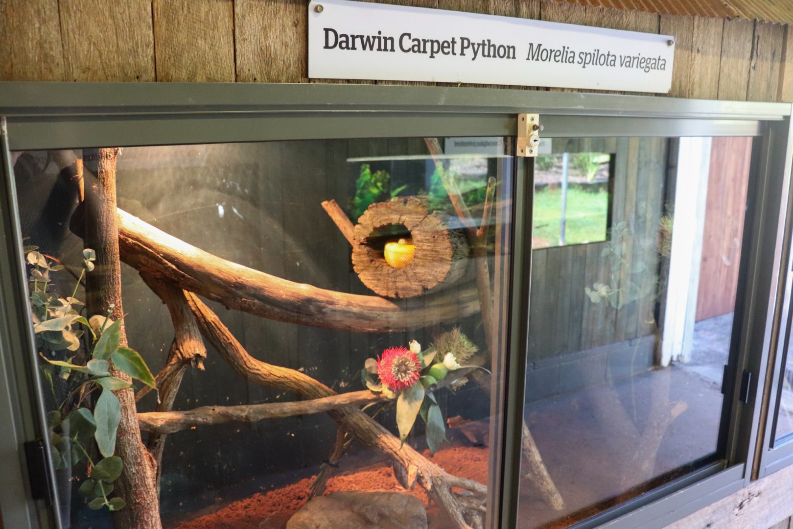 Darwin Carpet Python Enclosure