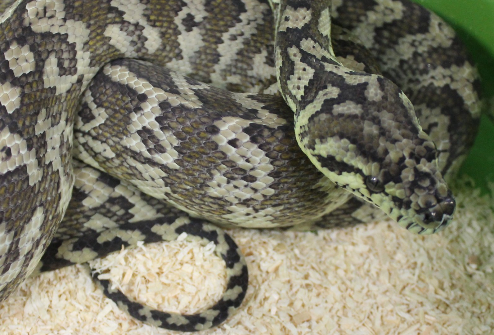 Darwin carpet python - Morelia spilota variegata