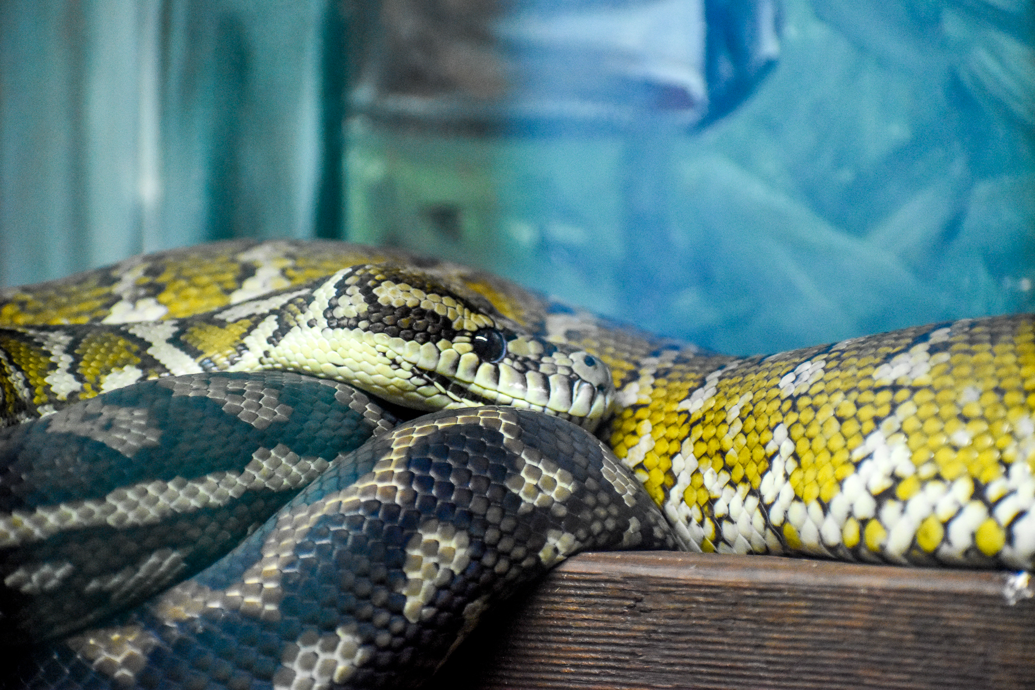 Darwin Carpet Python (Morelia spilota variegata)