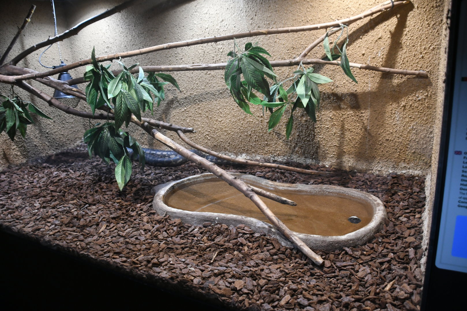 Darwin Carpet Python tank (Reptile House)