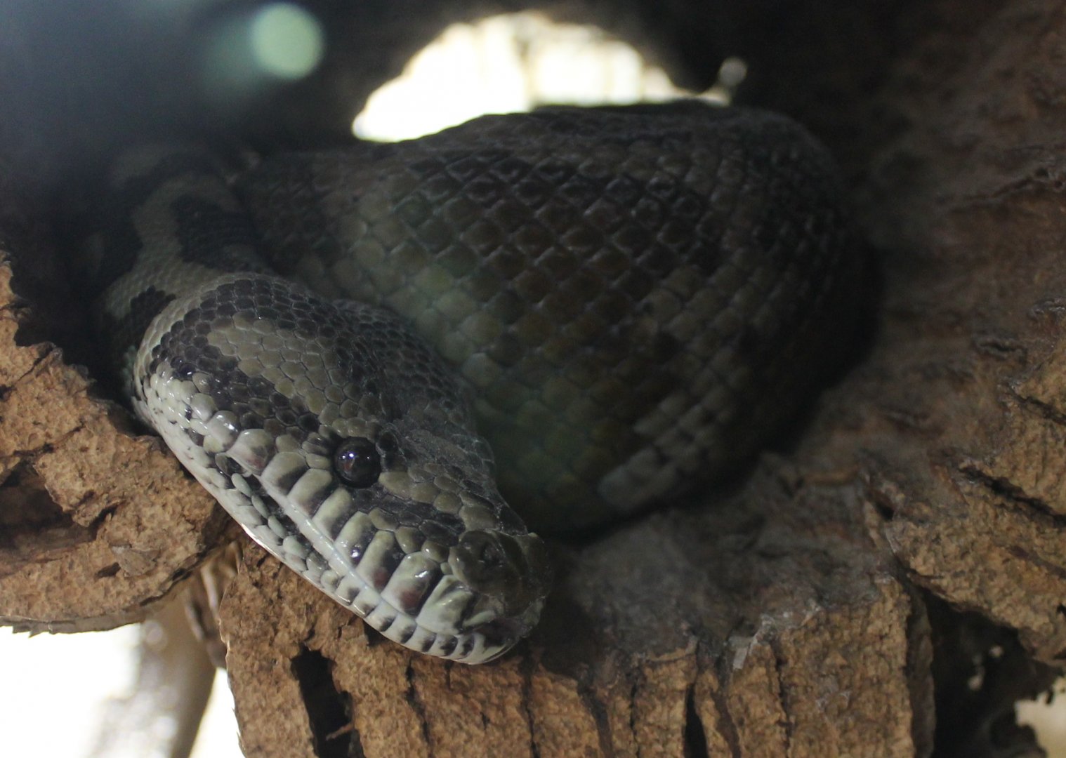 Darwin carpet python