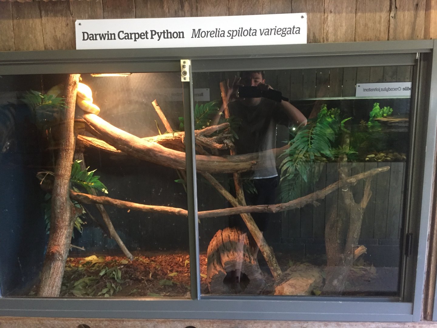 Darwin Carpet Python