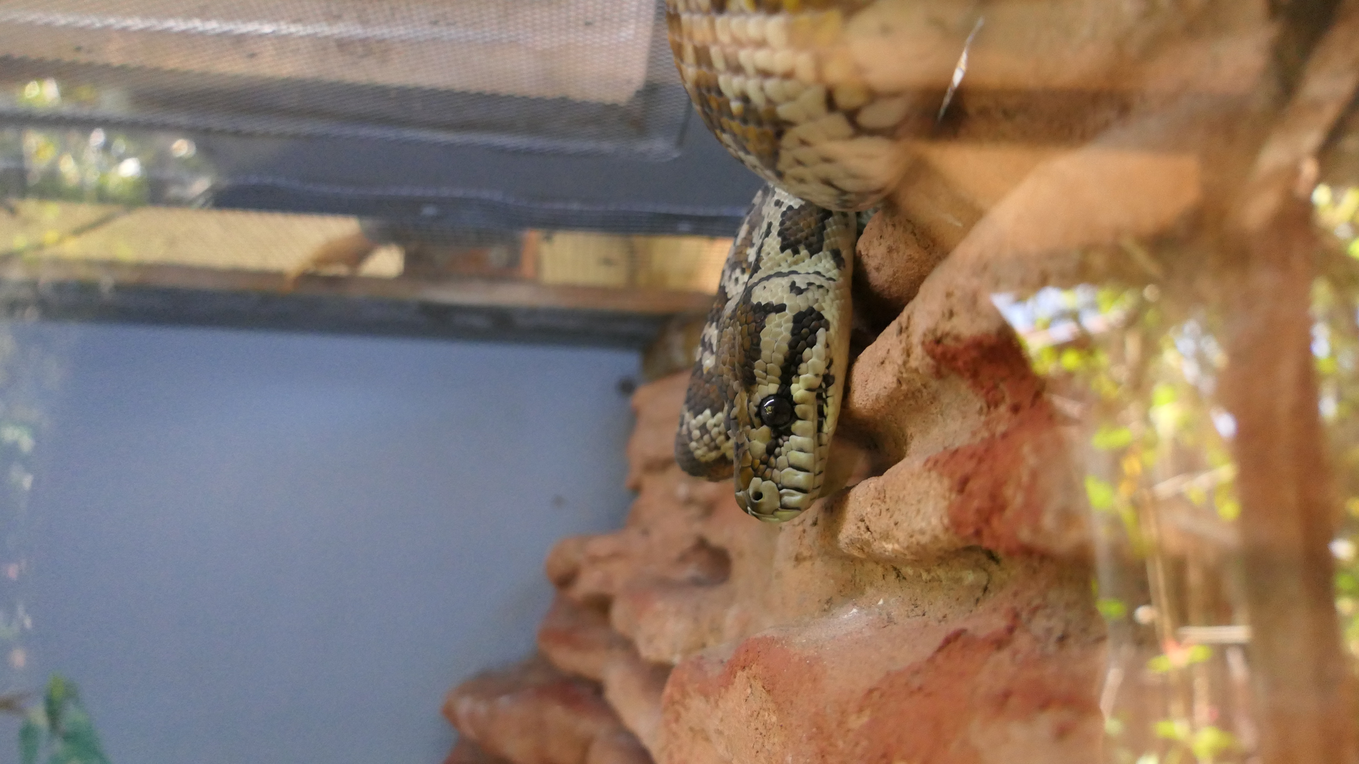 Darwin Carpet Python