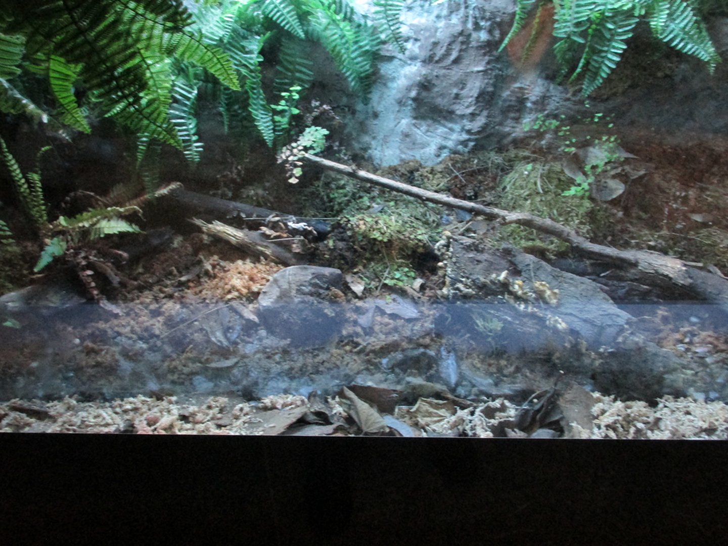 darwin frog exhibit