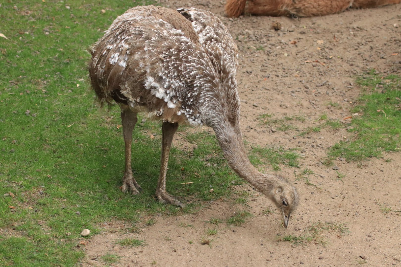 Darwin Nandu (August 2019)