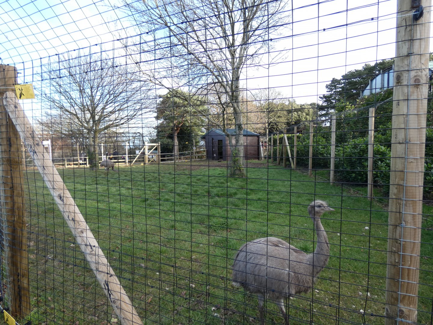 Darwin Rhea Enclosure