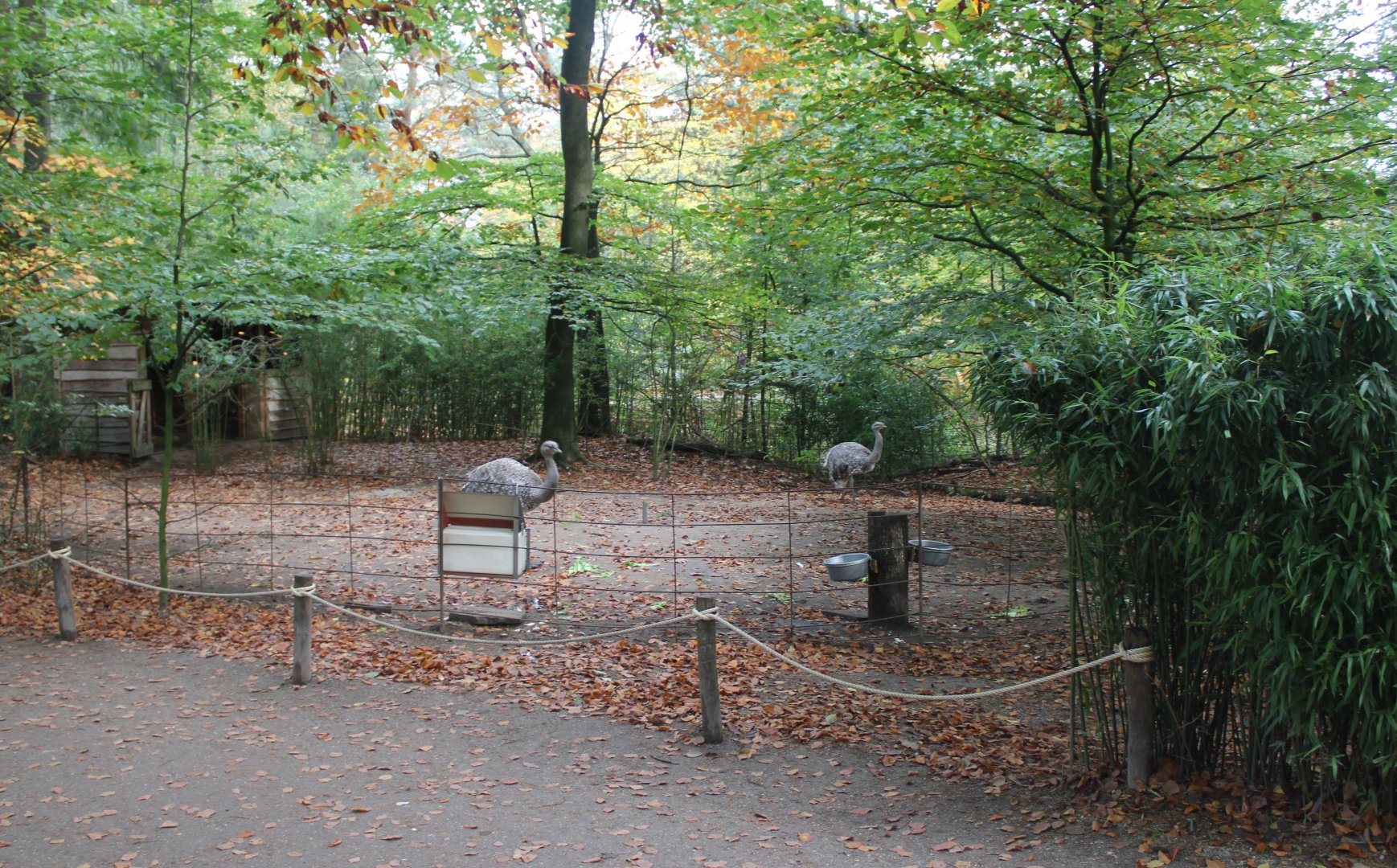 Darwin rhea enclosure