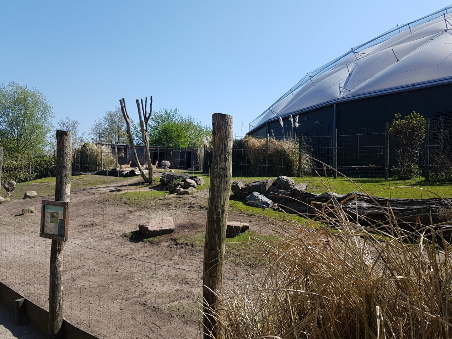 Darwin rhea - vicugna enclosure