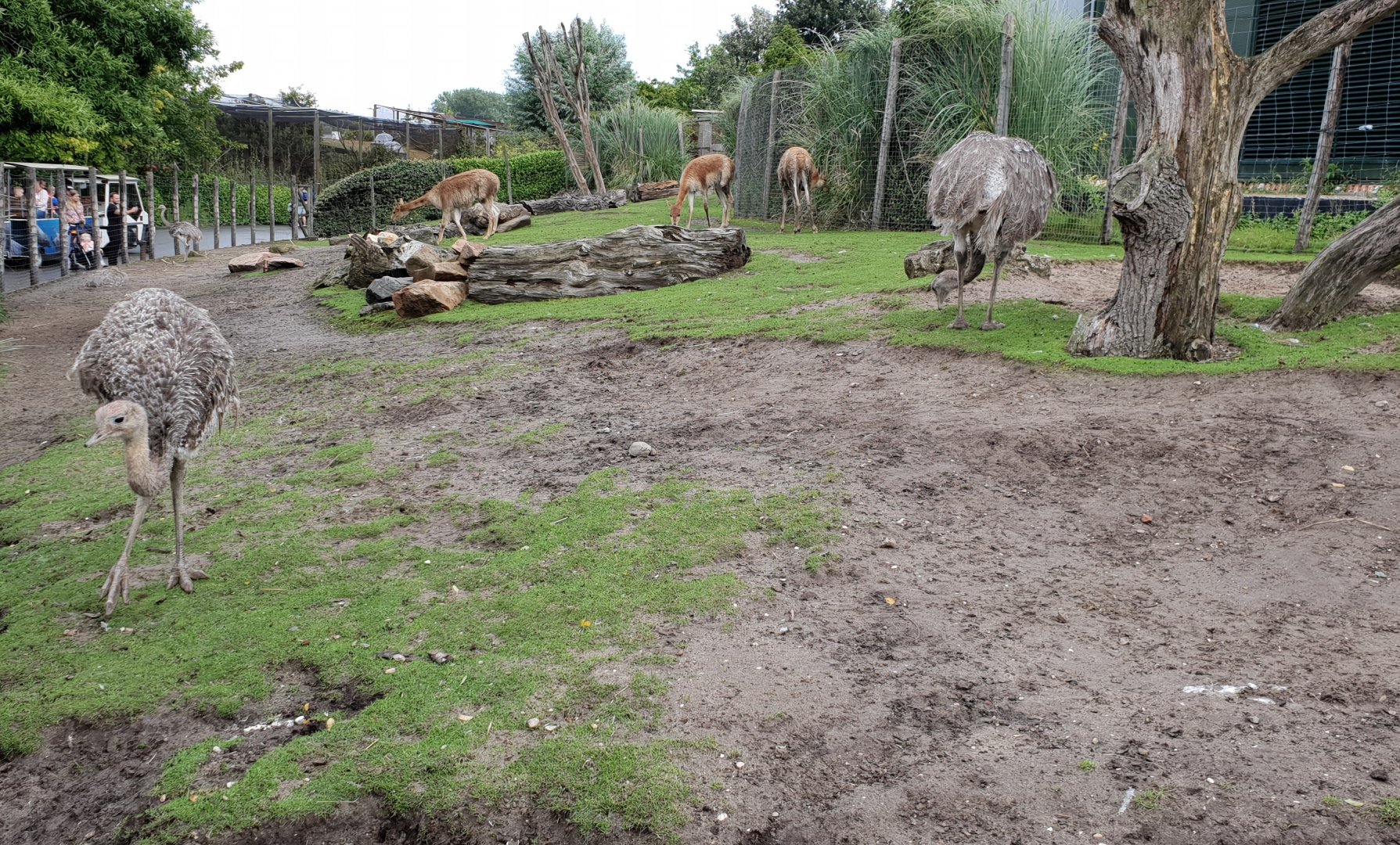 Darwin rhea - Vicugna enclosure