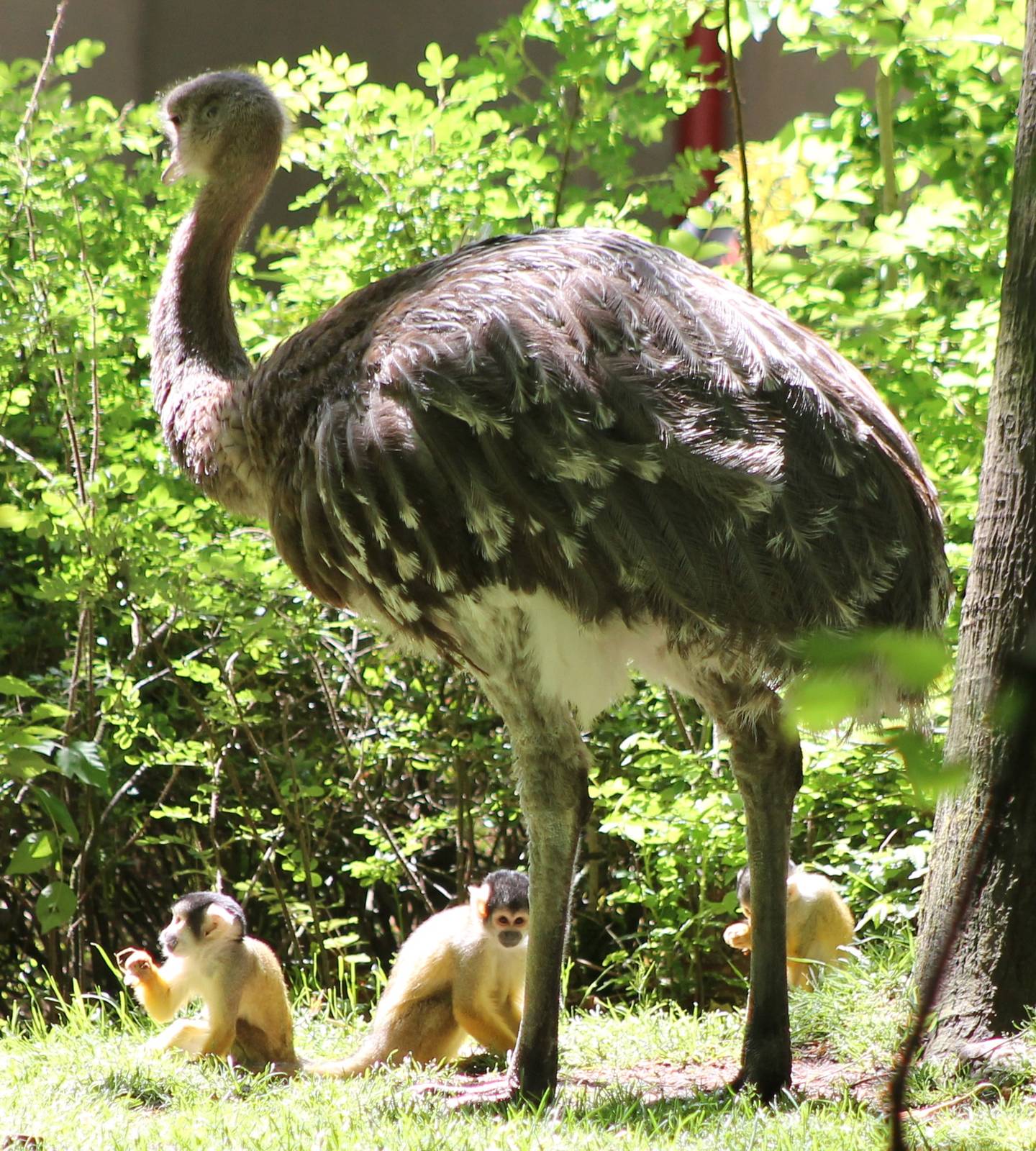 Darwin rhea with squirrel monkey´s