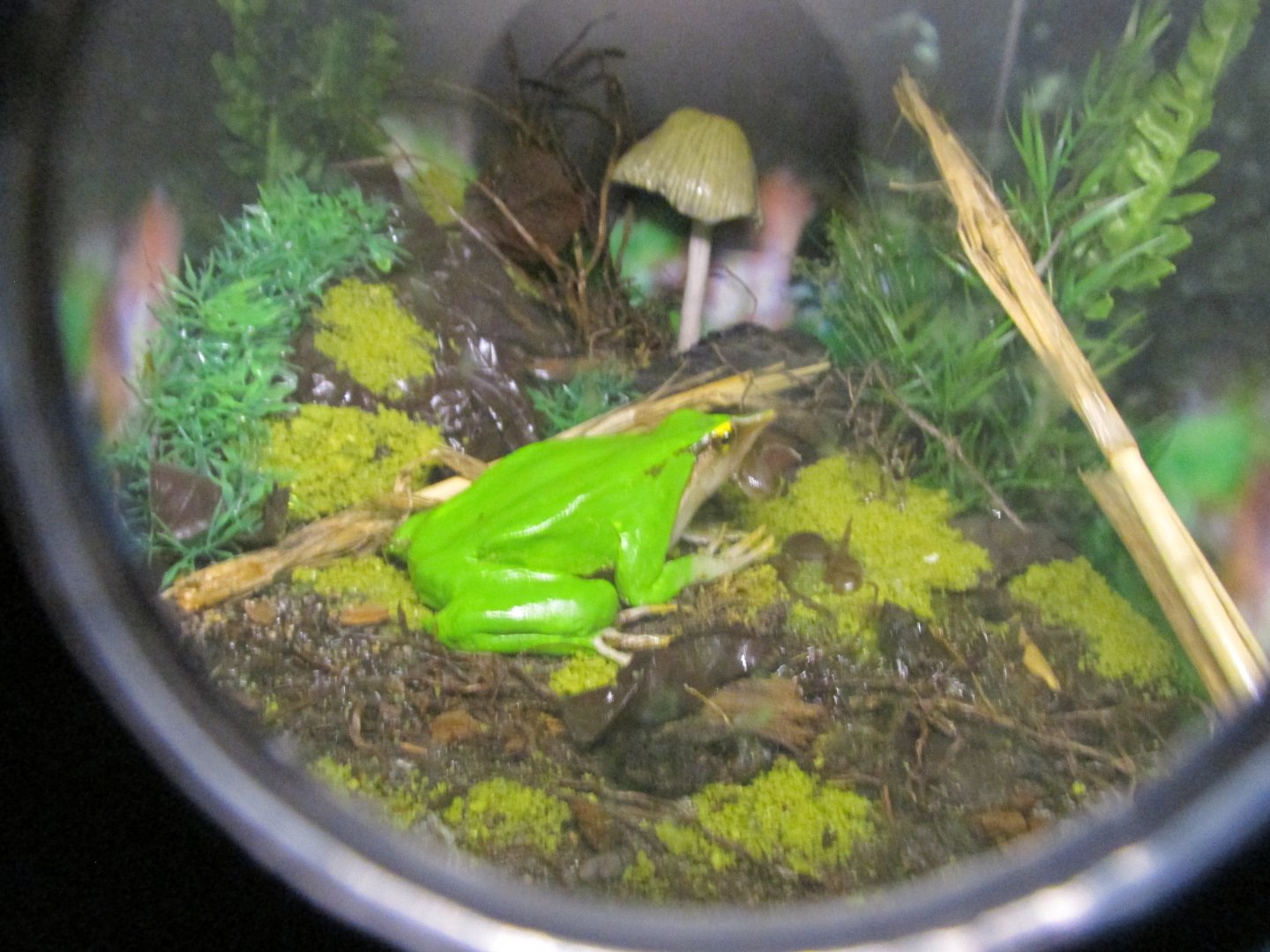 darwin´s frog model