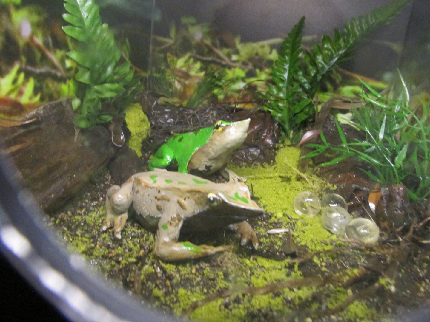 darwin´s frog models