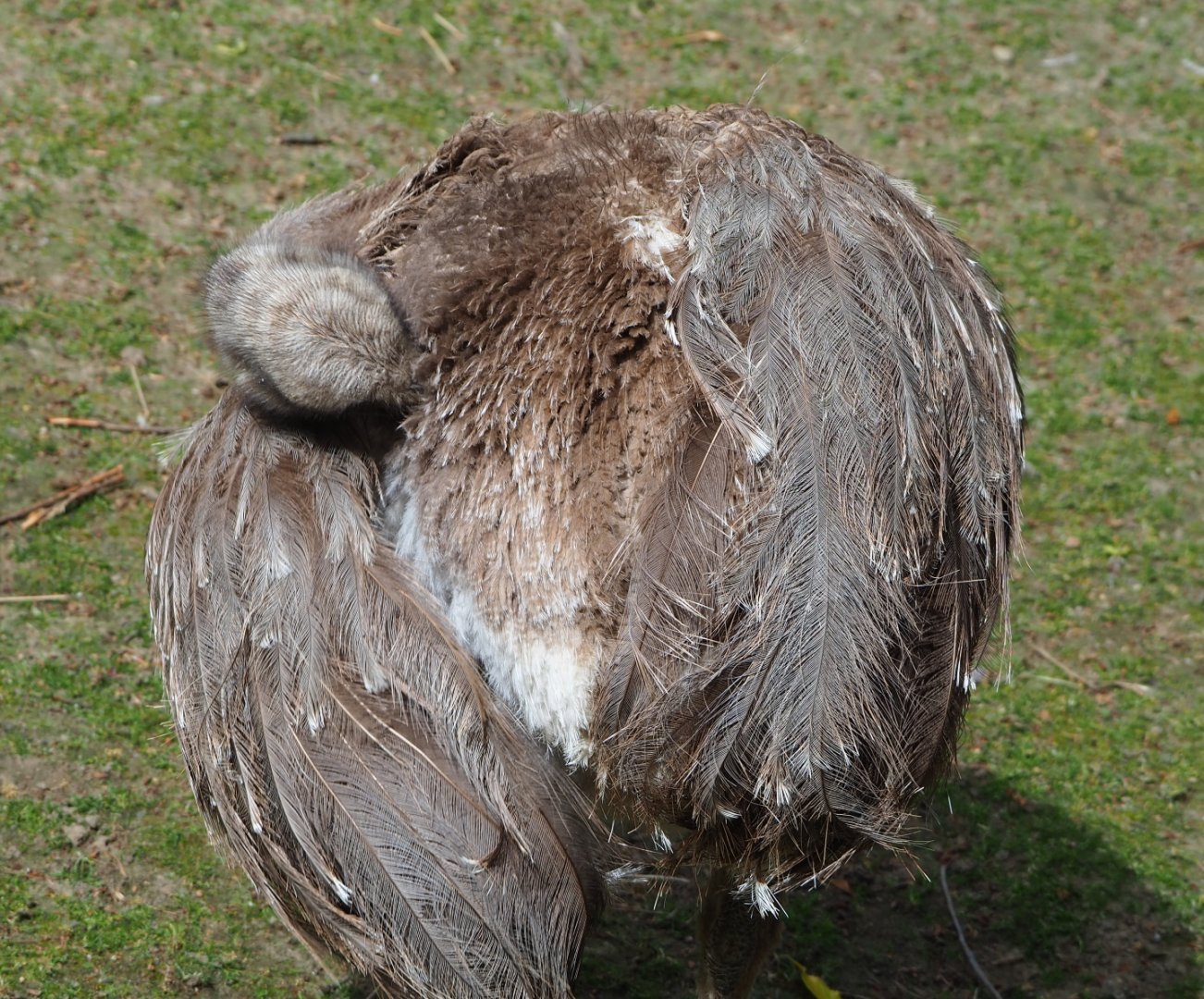 Darwin`s rhea (Rhea pennata), 2020-05-23