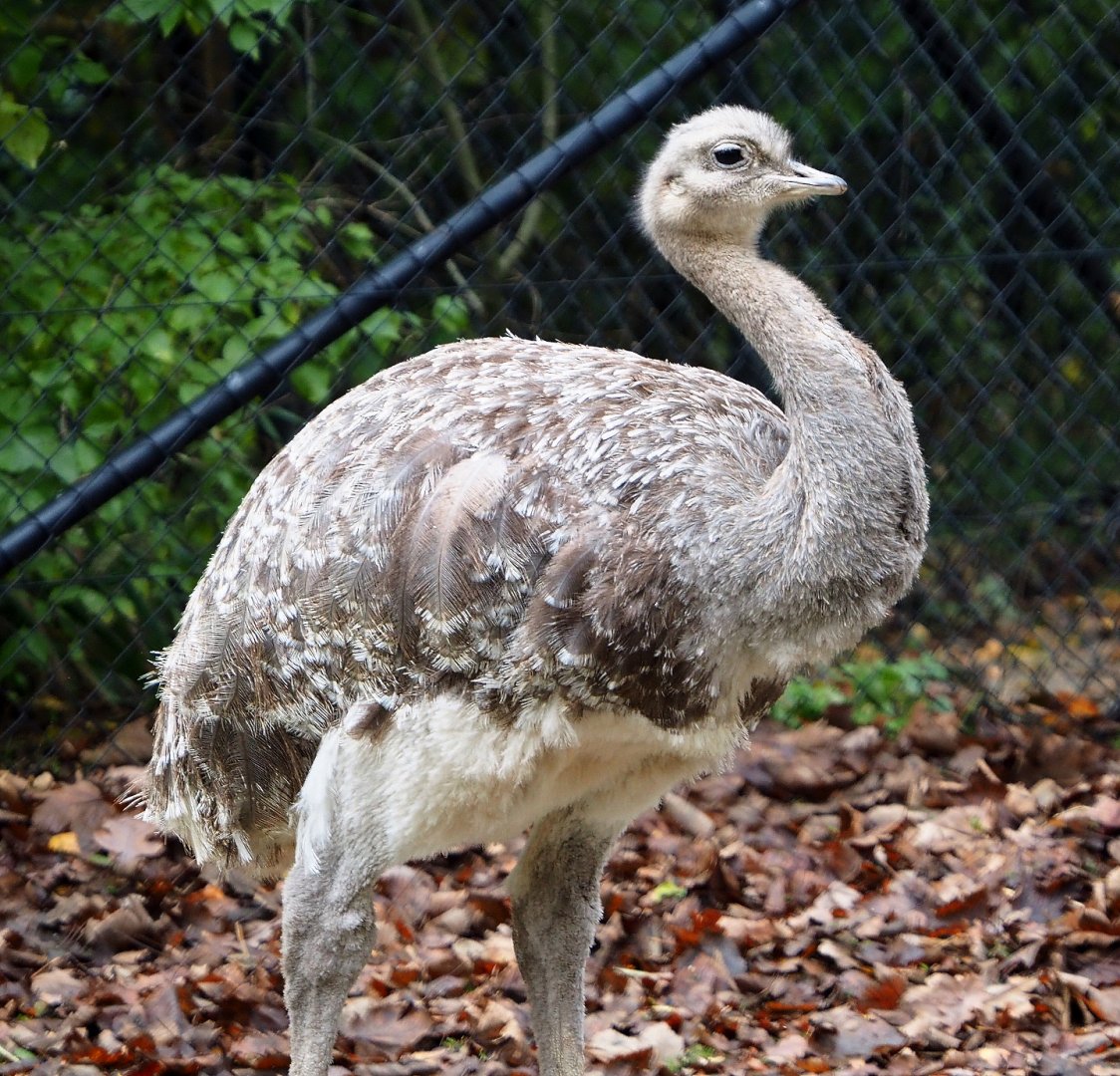 Darwin`s rhea (Rhea pennata), 2021-11-06