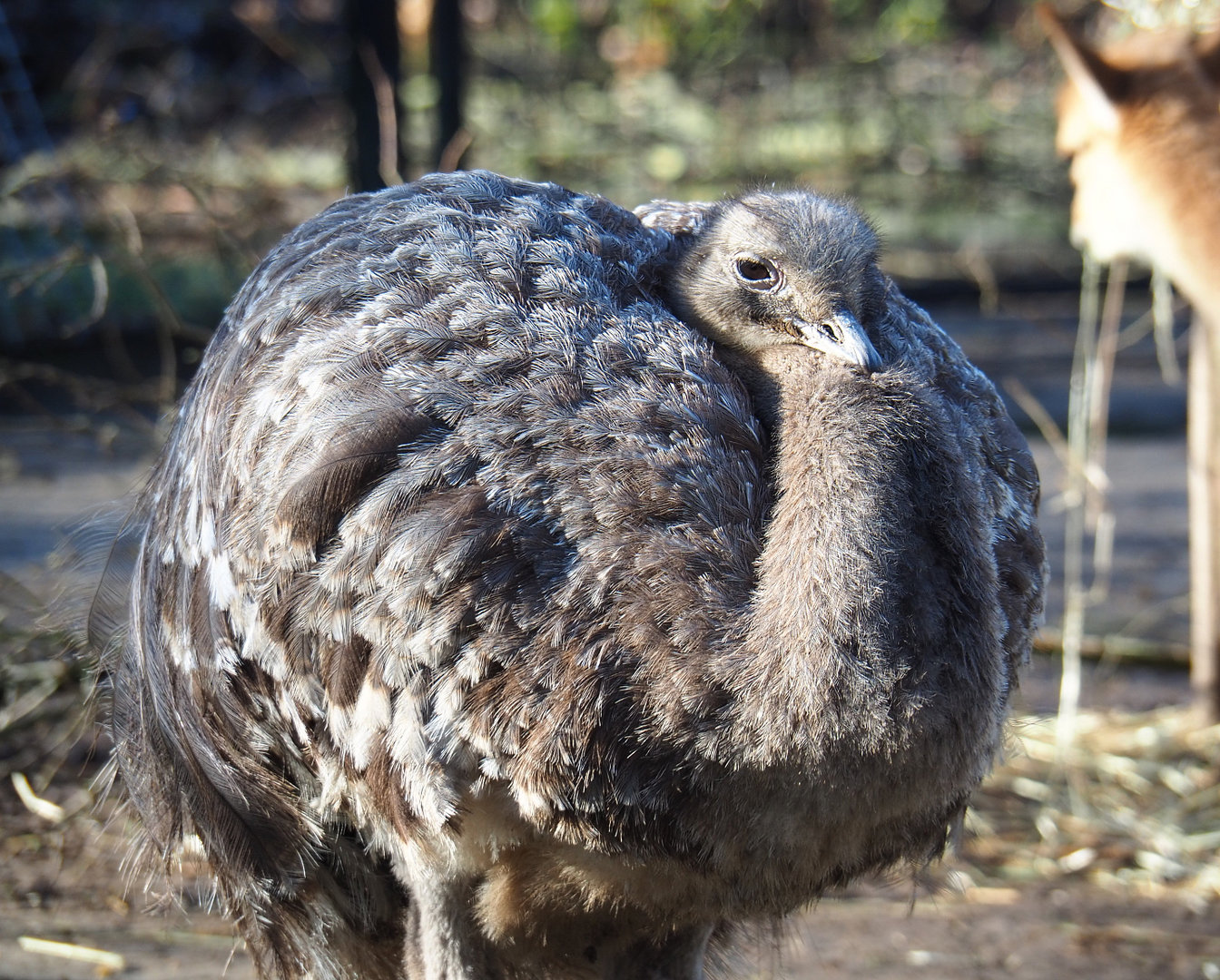 Darwin`s rhea (Rhea pennata), 2022-02-12