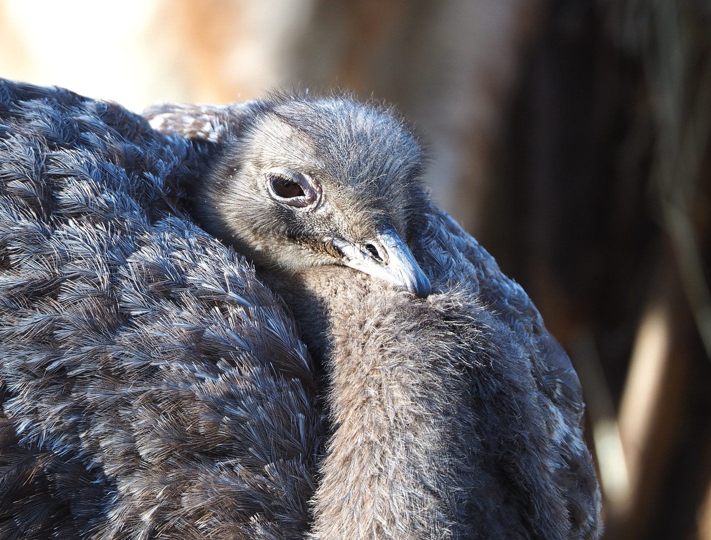 Darwin`s rhea (Rhea pennata), 2022-02-12