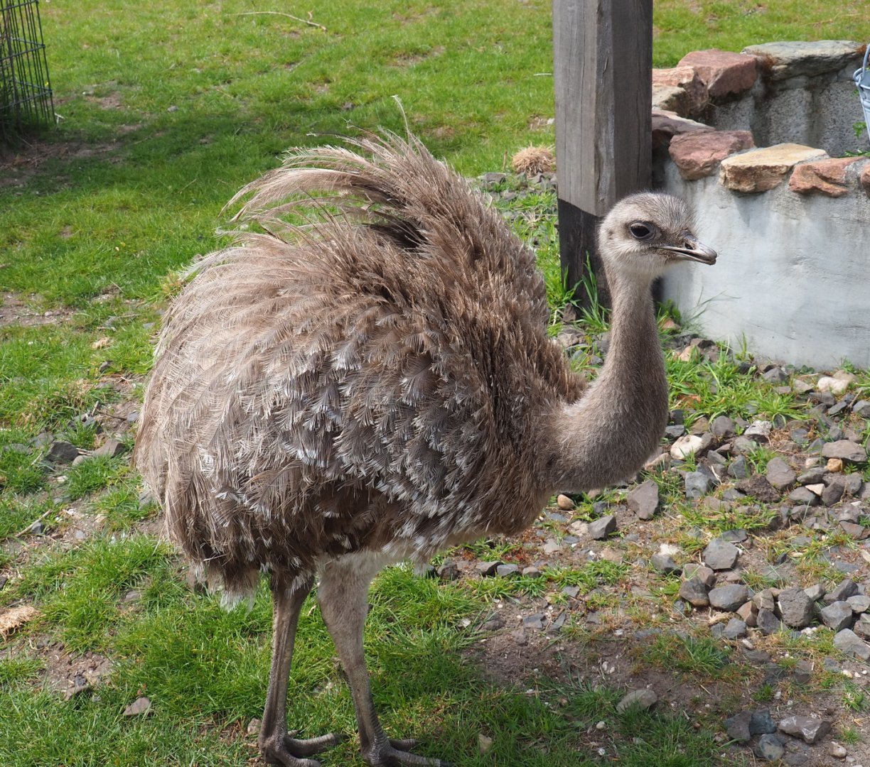 Darwin`s rhea (Rhea pennata), 2022-05-17