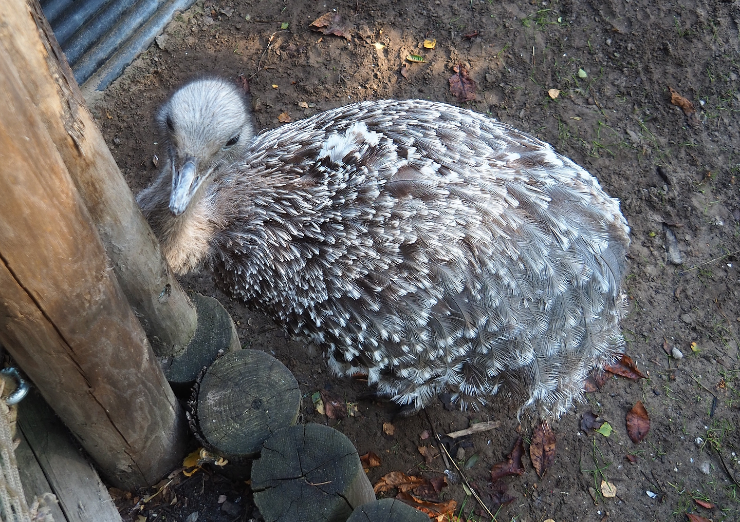 Darwin`s rhea (Rhea pennata), 2022-10-09