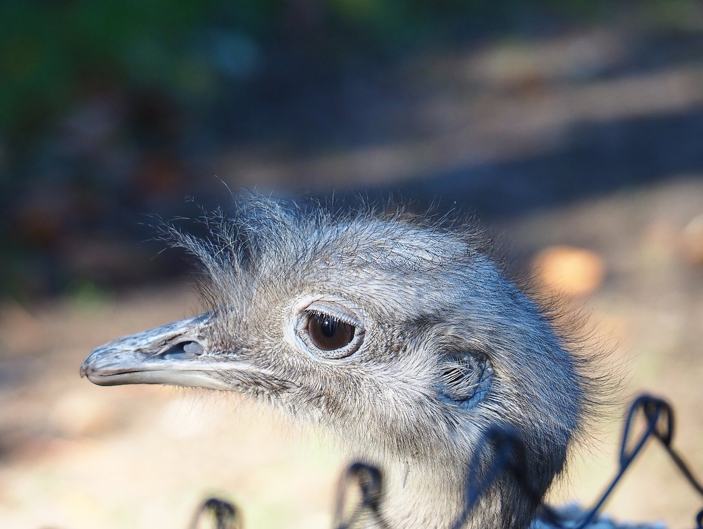 Darwin`s rhea (Rhea pennata), 2022-10-09