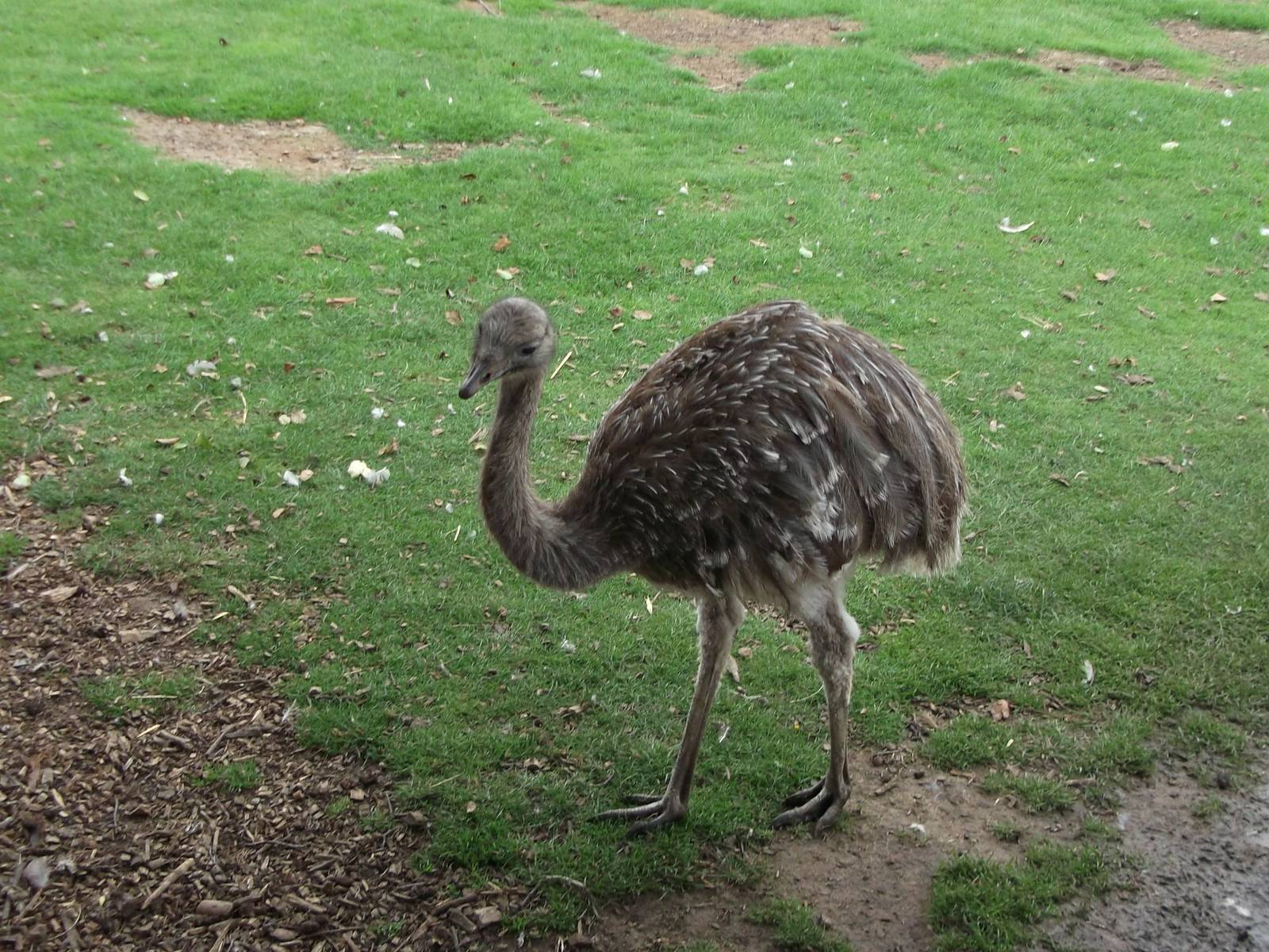 Darwin`s Rhea