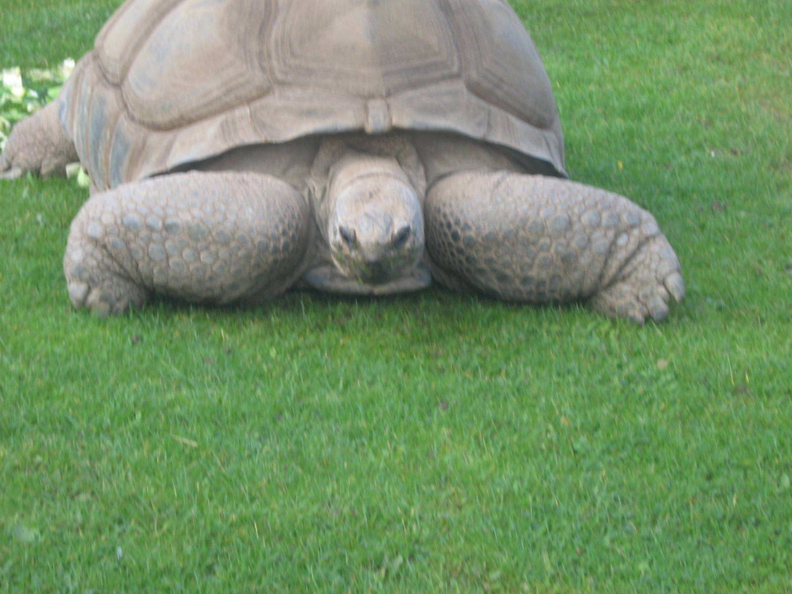 Darwin The Rare Seychelles Tortoise.