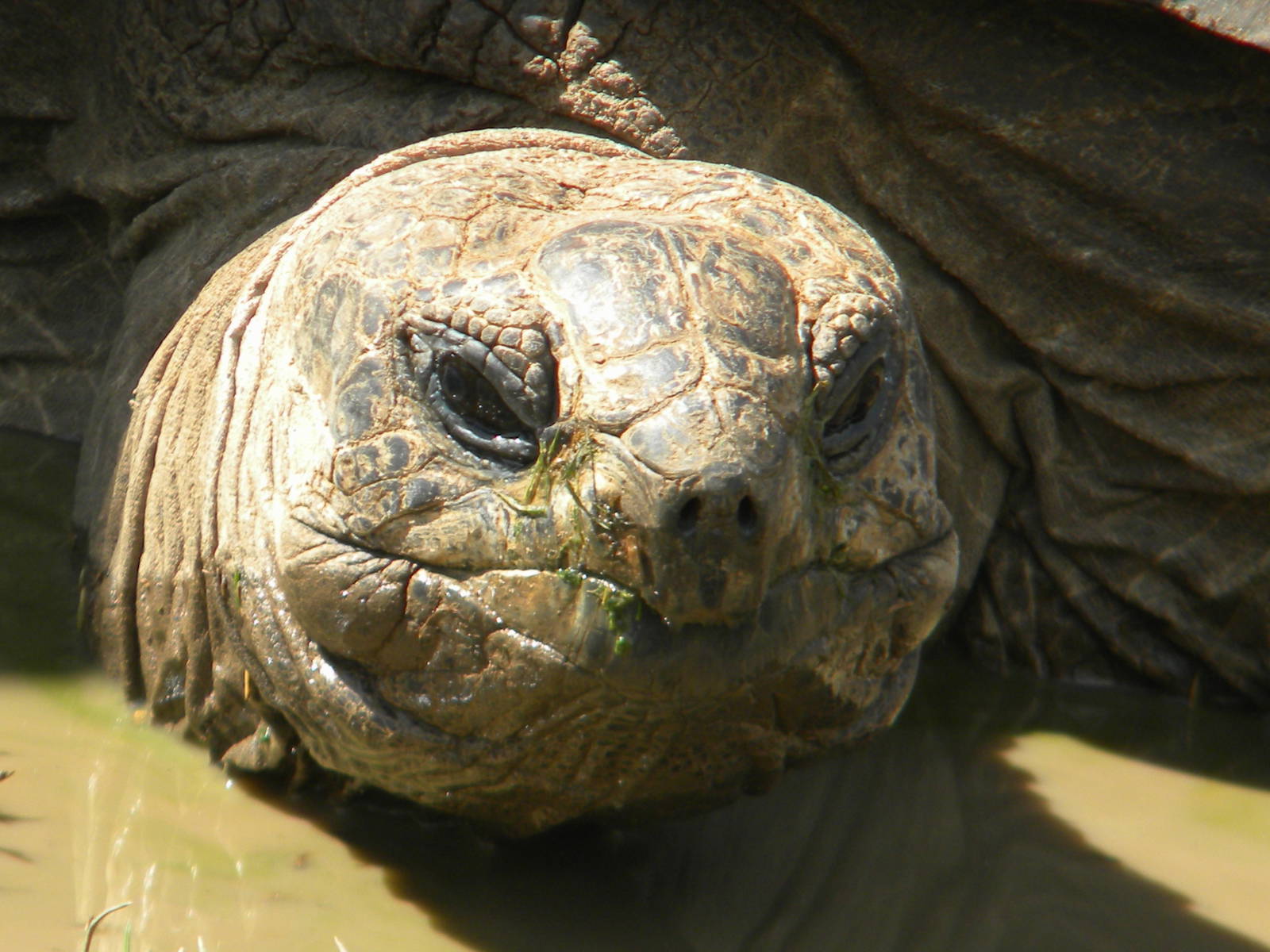Darwin the Seychelles Tortoise at Blackpool Zoo 05/08/11
