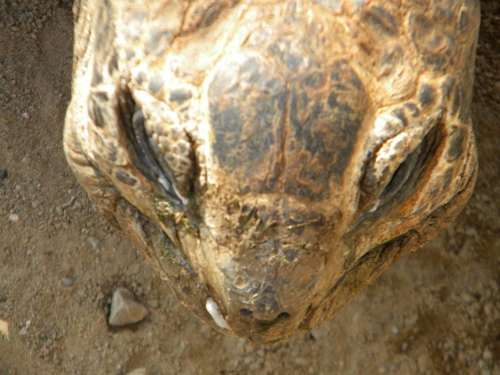 Darwin the Seychelles Tortoise at Blackpool Zoo 27th March 2011
