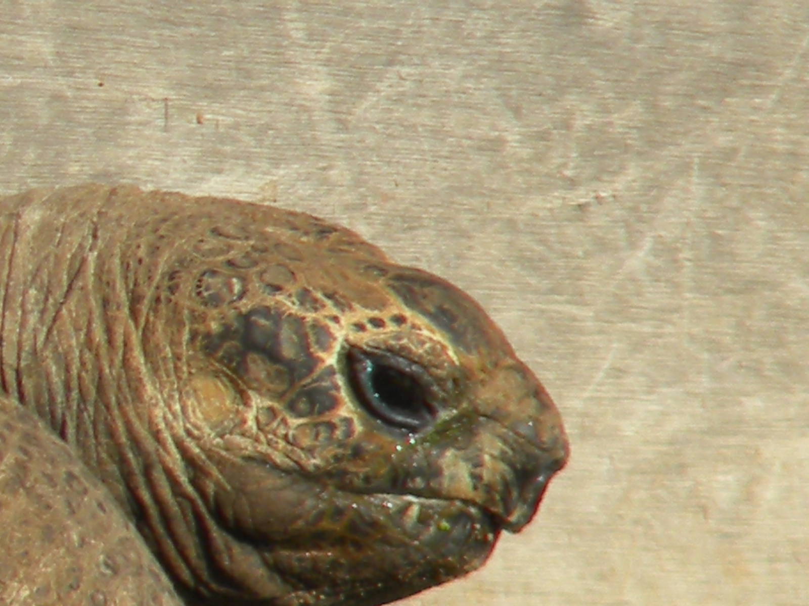 Darwin The Seychelles Tortoise at Blackpool Zoo 6th March 2011