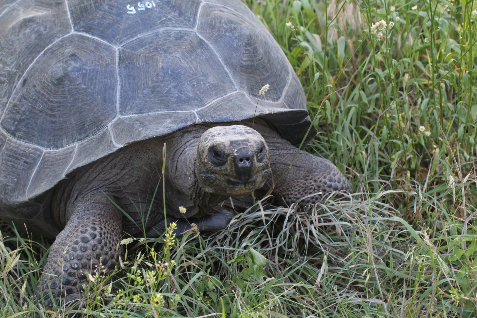 Darwin Volcano Giant Tortoise