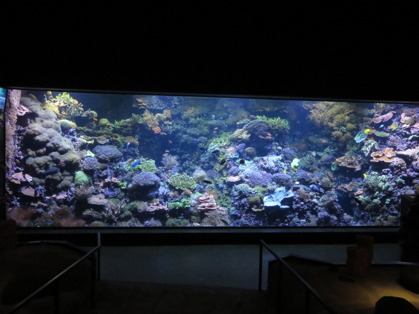 Darwineum - coral reef tank
