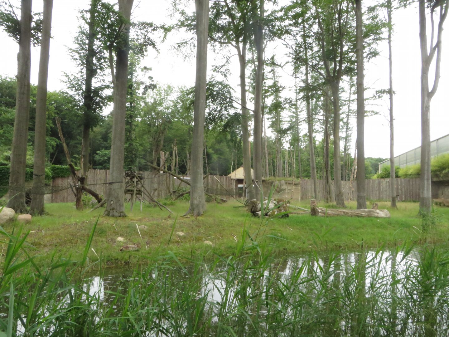 Darwineum - Gorilla outdoors