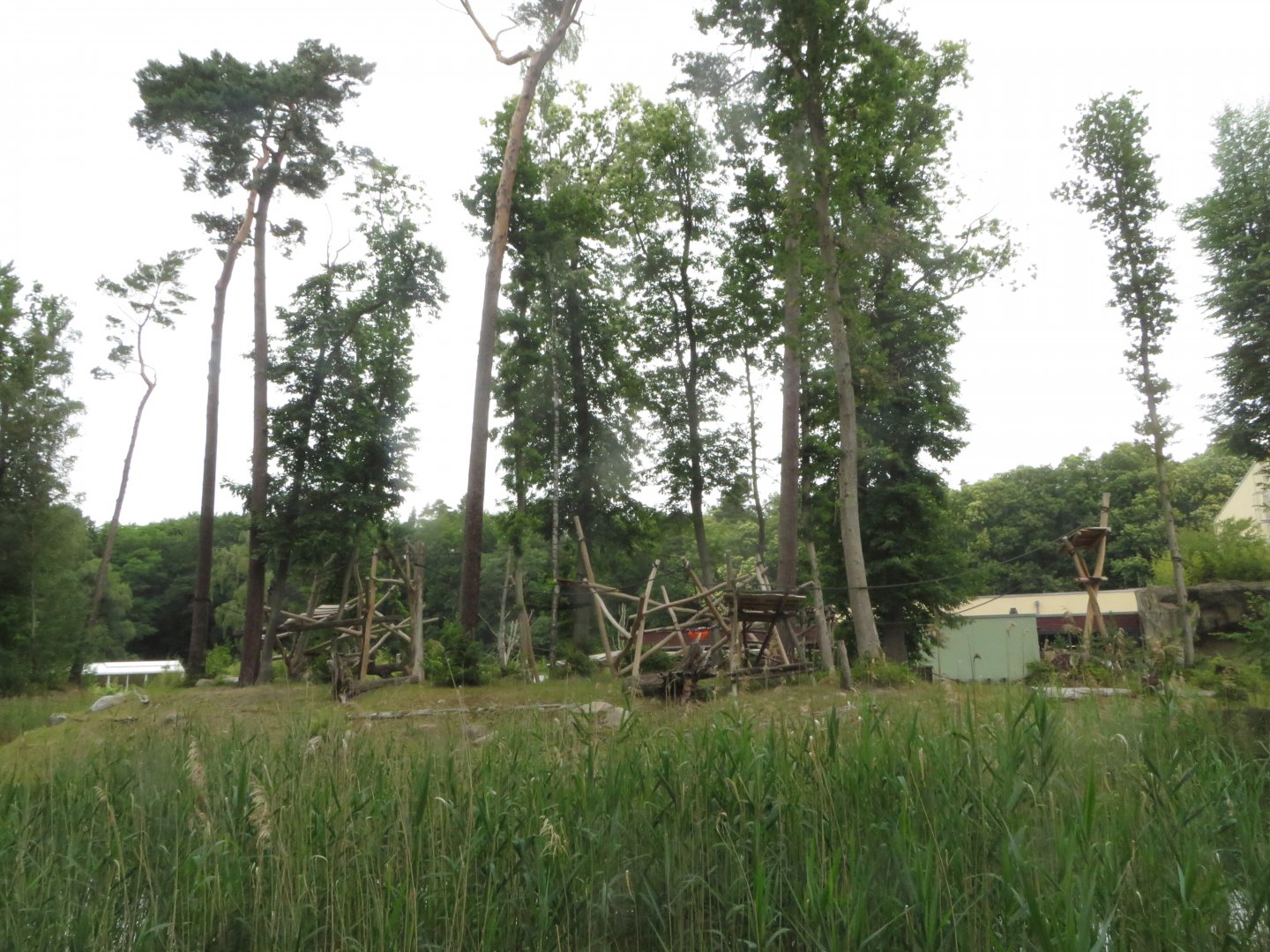 Darwineum - Orangutan outdoors