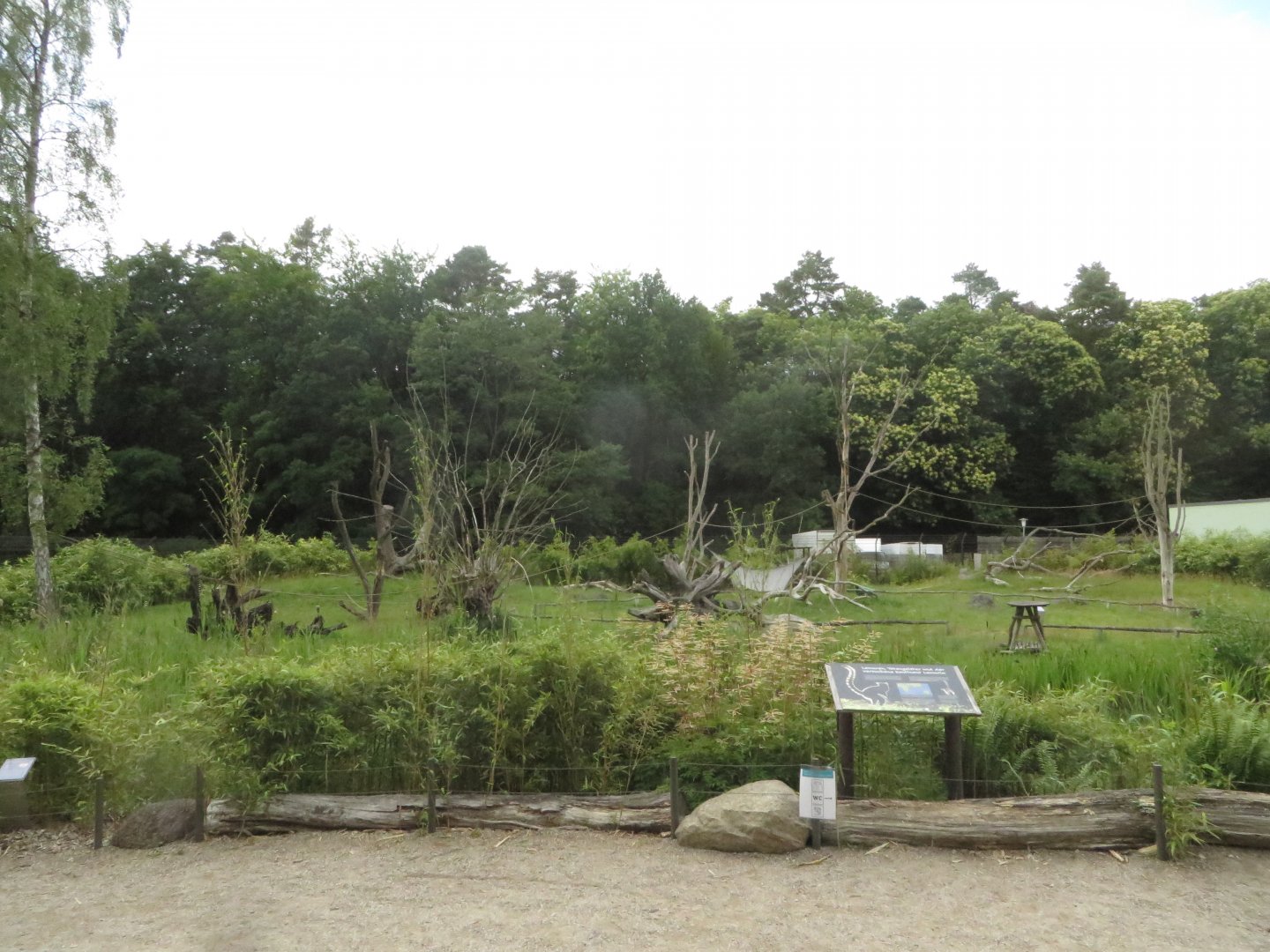 Darwineum - Ring-tailed lemur walkthrough