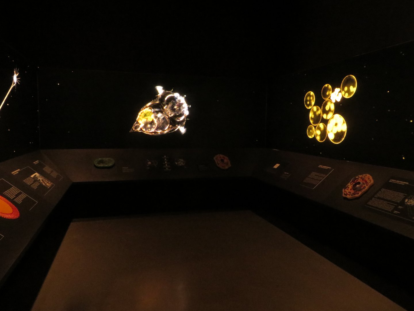 Darwineum - single cellular life