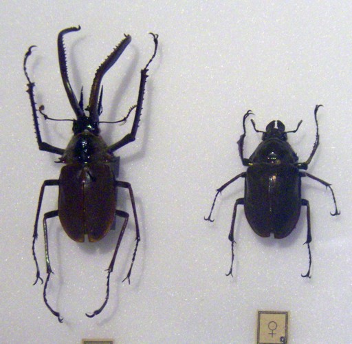 Darwin's Beetle (Chiasognathus grantii)
